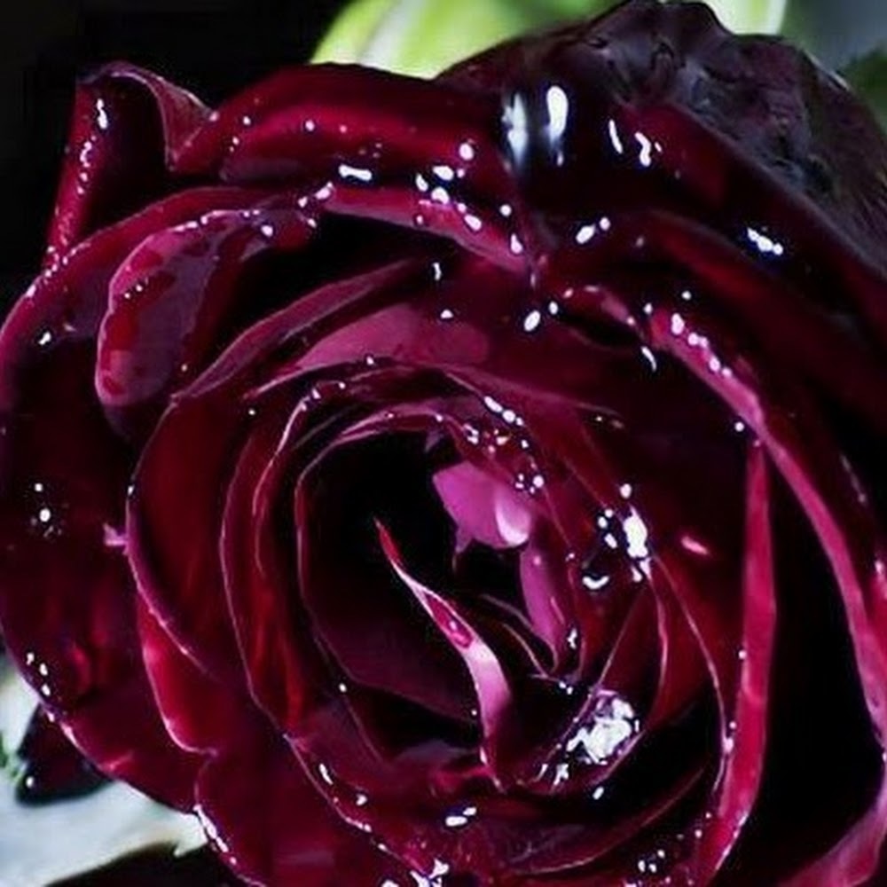 Meet your Posher, Pam